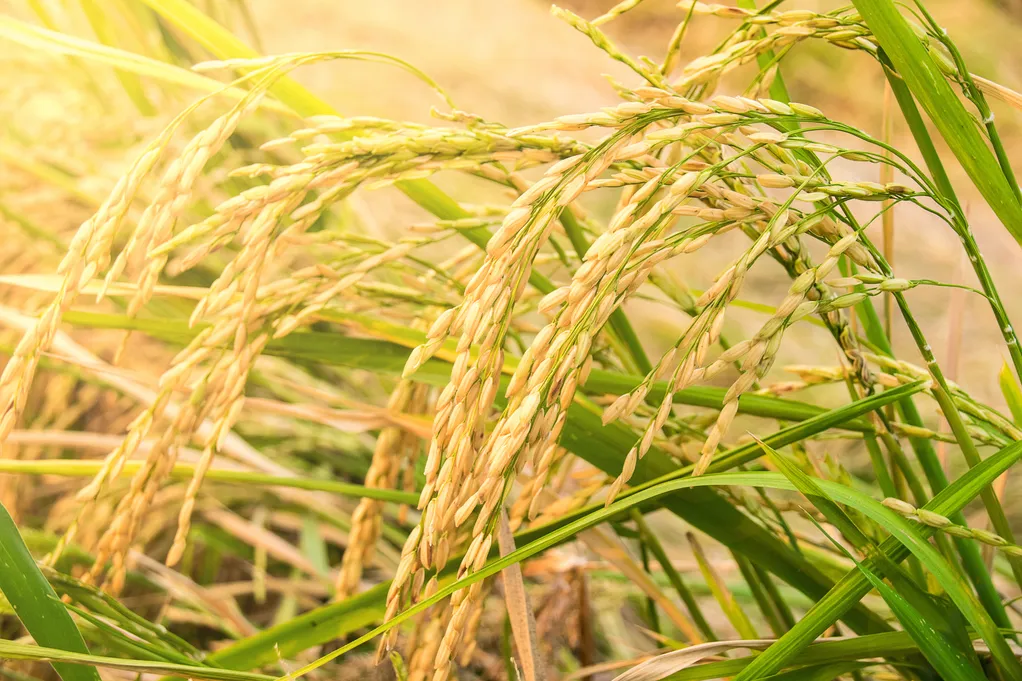 Ears of rice image